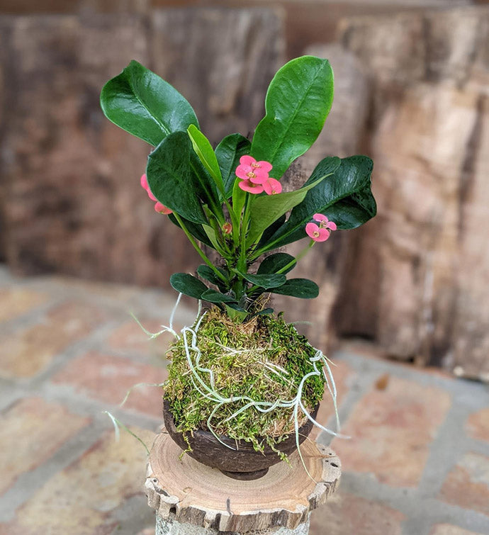 Blooming Succulent in a Coconut Shell | Handcrafted Potted Succulent Gift