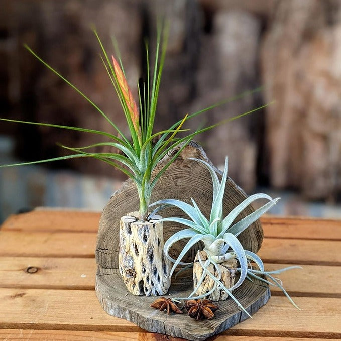 unique air plants Unique Handcrafted Air Plant Terrarium with Cholla, Louisiana Cypress Driftwood