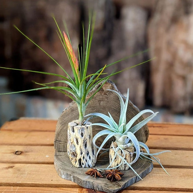 Unique Handcrafted Air Plant Terrarium with Cholla, Louisiana Cypress Driftwood
