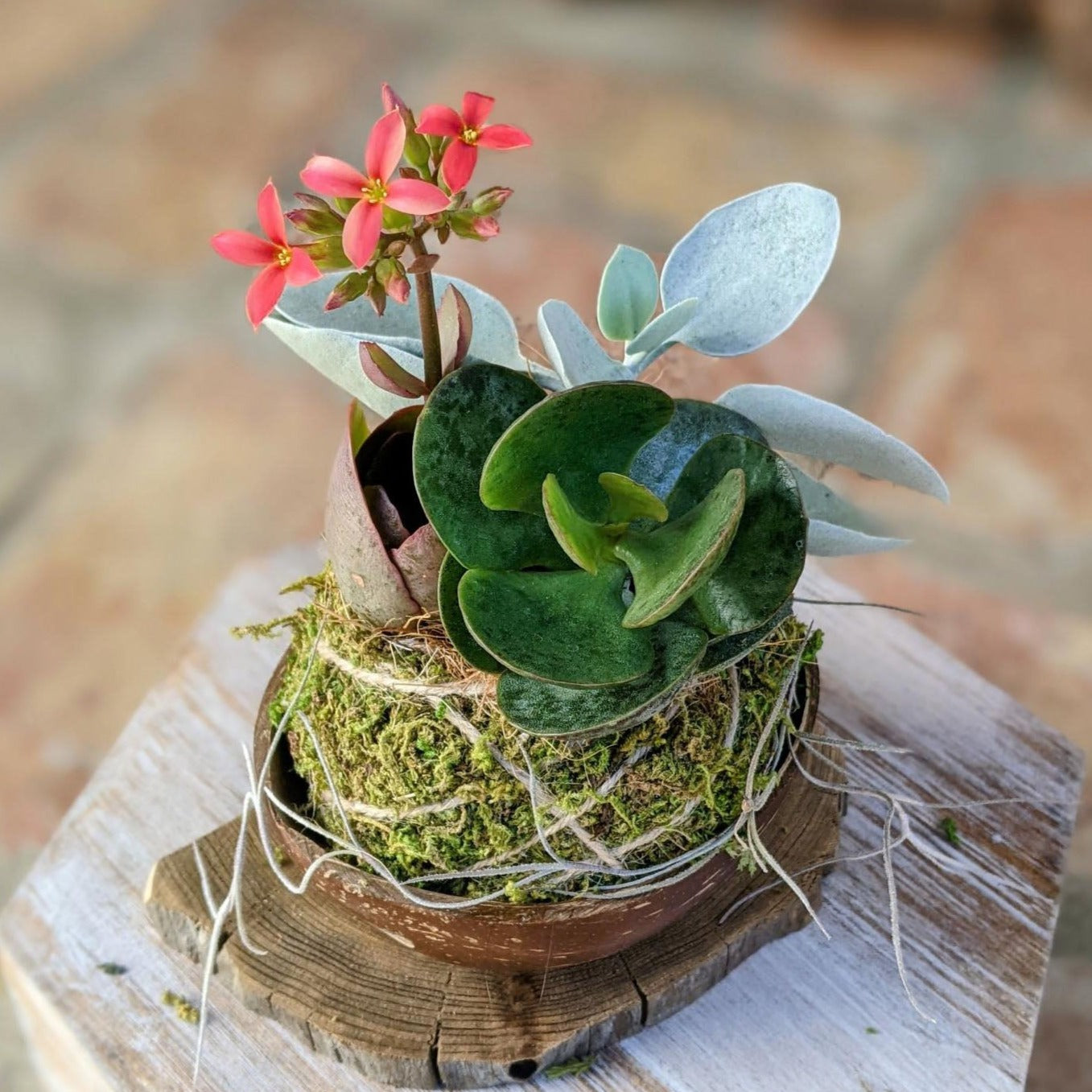 Blooming Succulent Flower in a Coconut Shell