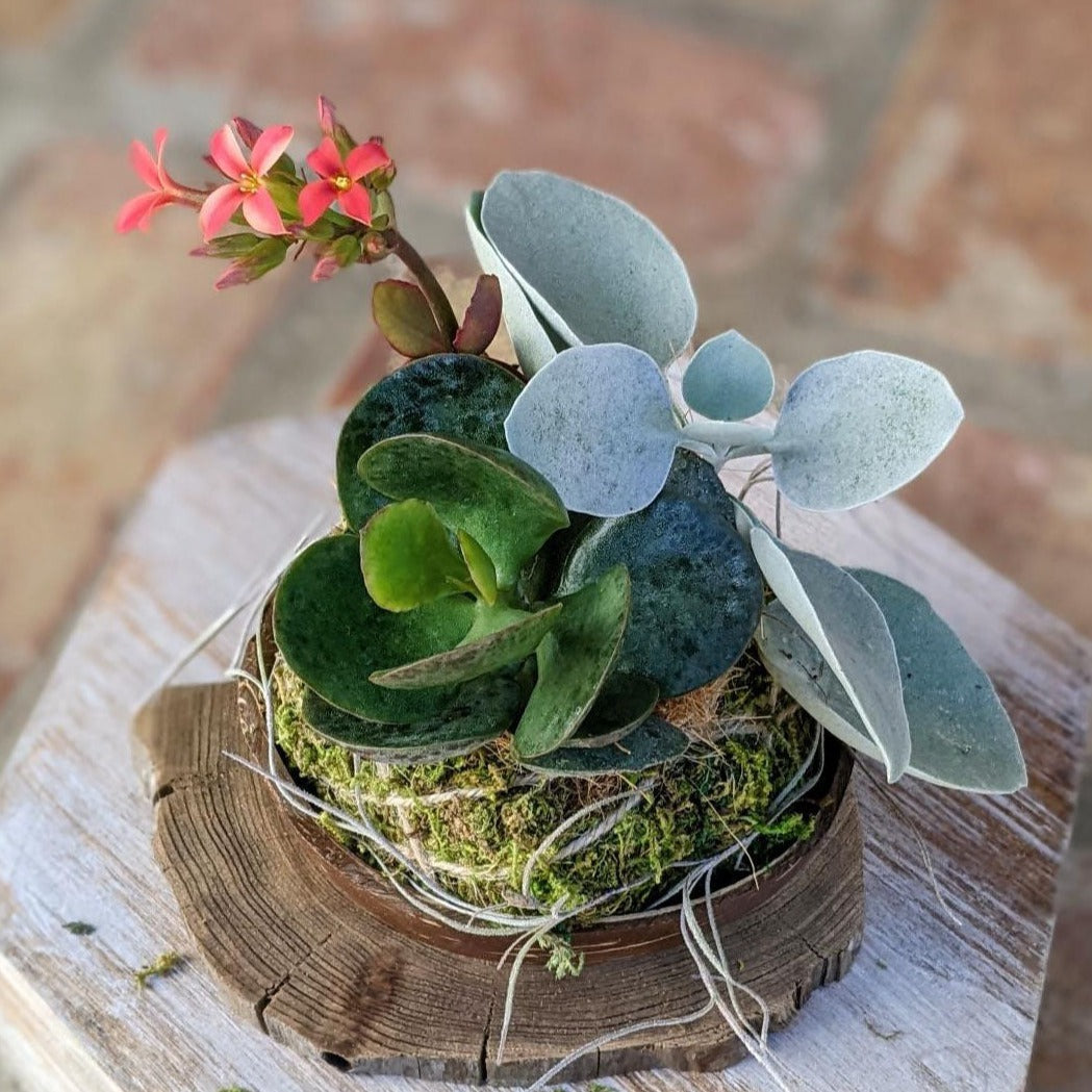 Blooming Succulent Flower in a Coconut Shell