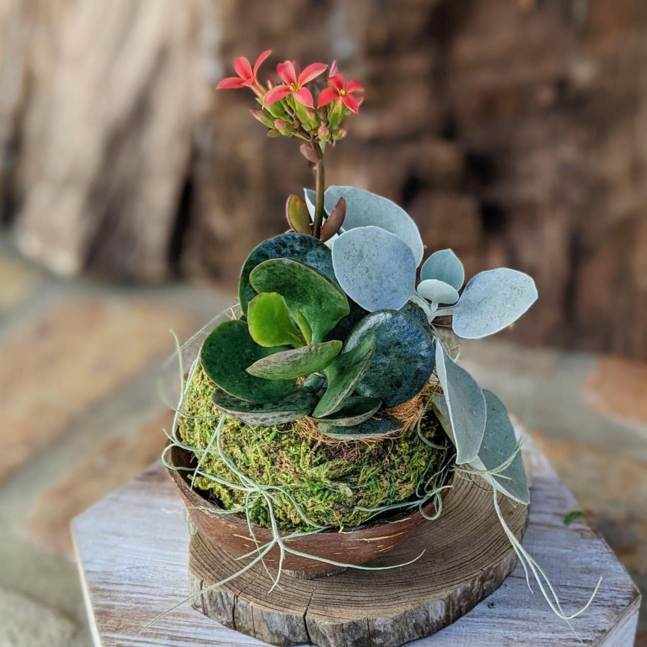 Blooming Succulent Flower in a Coconut Shell