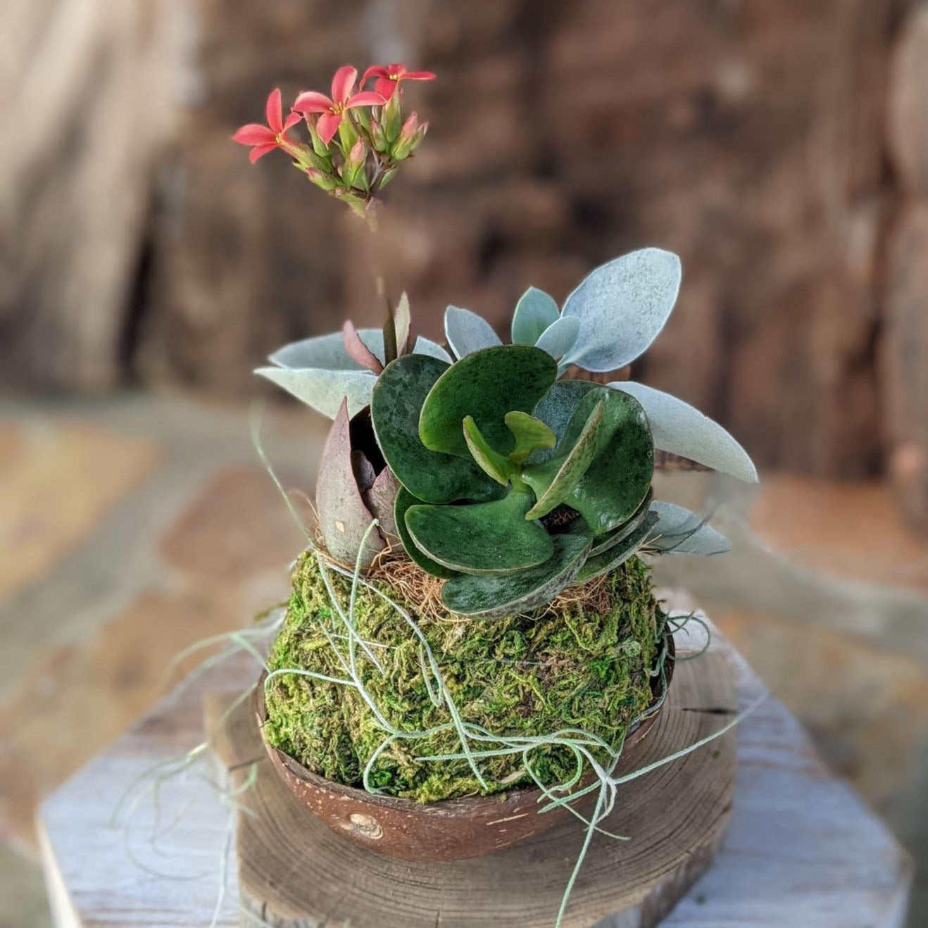 Blooming Succulent Flower in a Coconut Shell