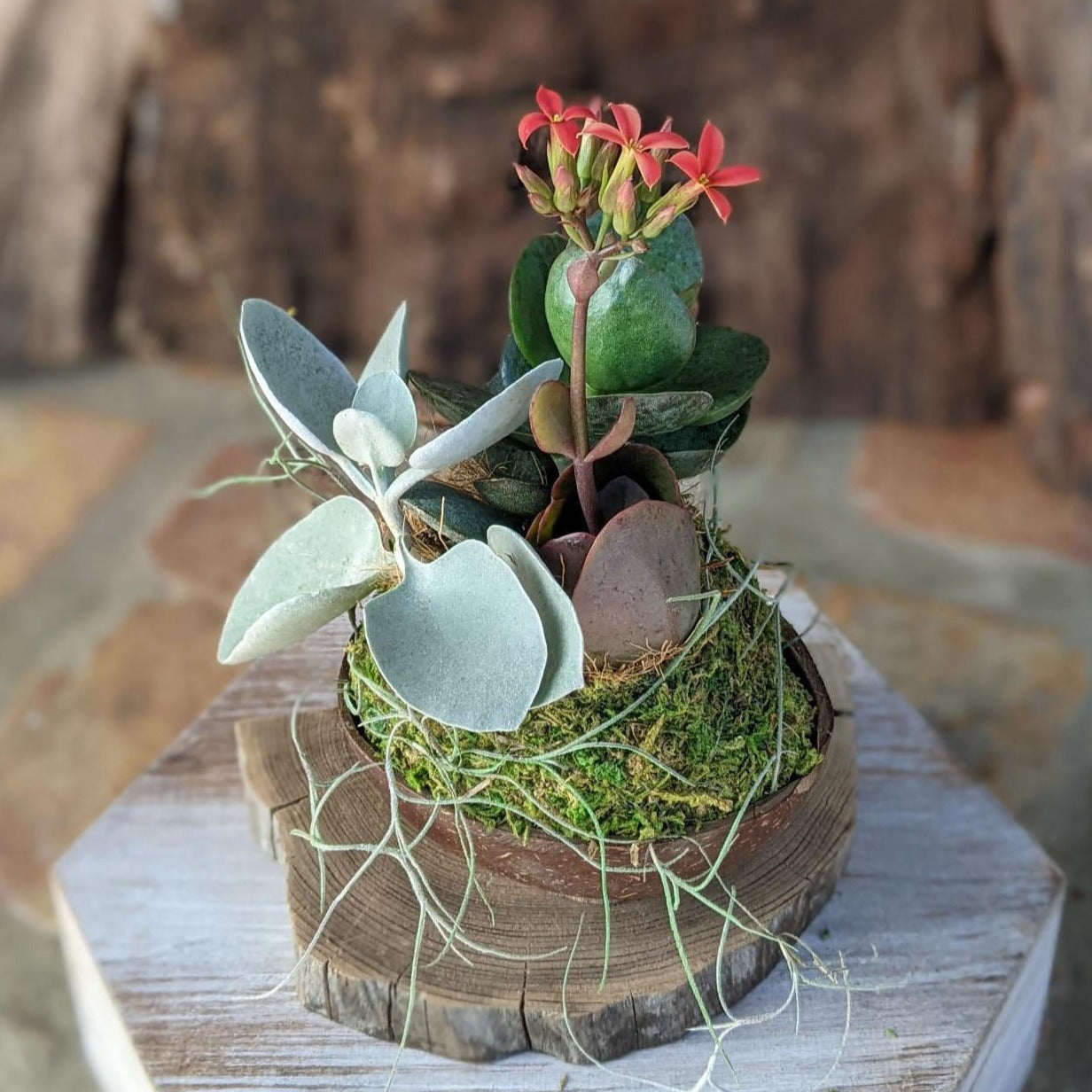 Blooming Succulent Flower in a Coconut Shell