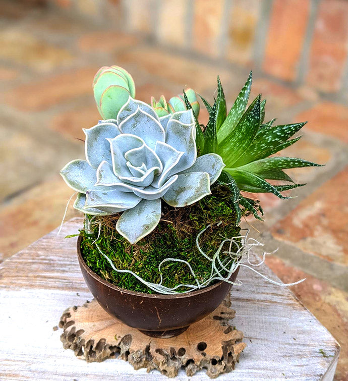 Premium Succulent Arrangement | Unique Handmade Potted Plant Gifts