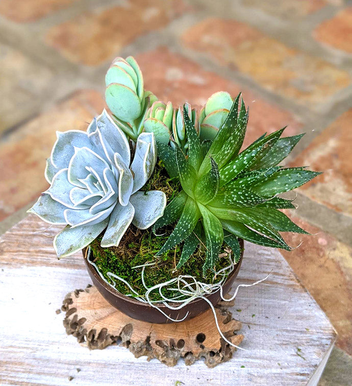 Premium Succulent Arrangement | Unique Handmade Potted Plant Gifts