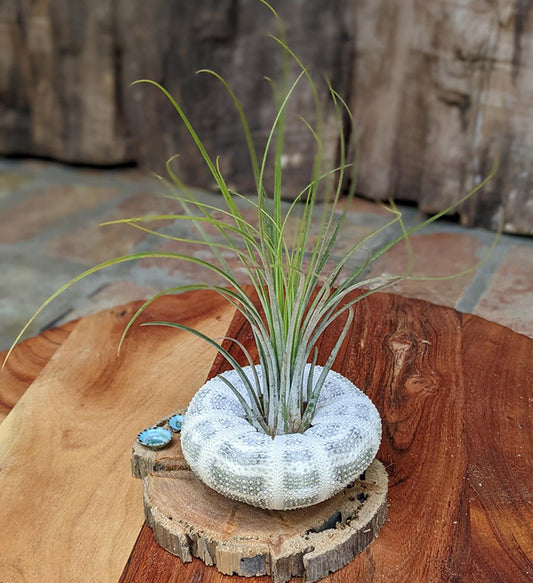 Large Air Plant with Sea Urchin and Driftwood | Plant Gift