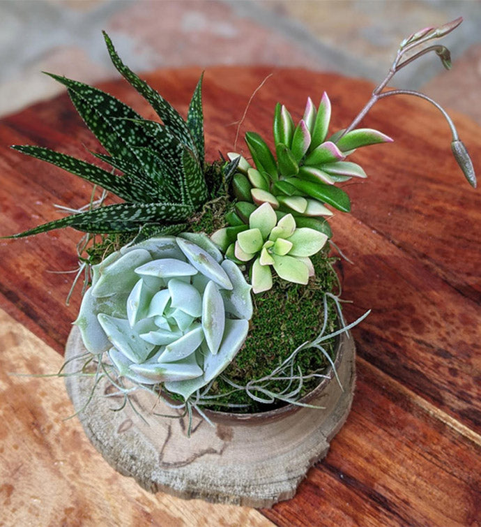 Live Succulent Arrangement in a Coconut Shell | Potted Succulent Gift