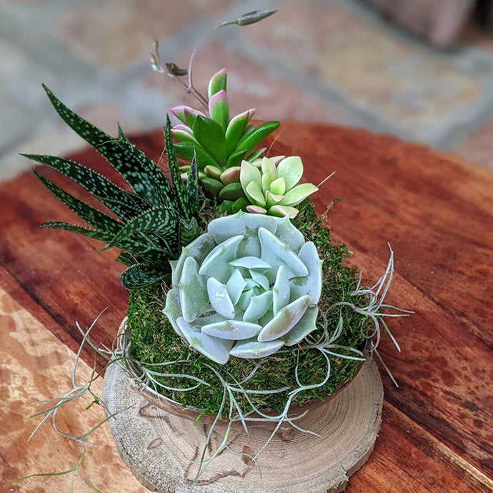 Live Succulent Arrangement in a Coconut Shell | Potted Succulent Gift