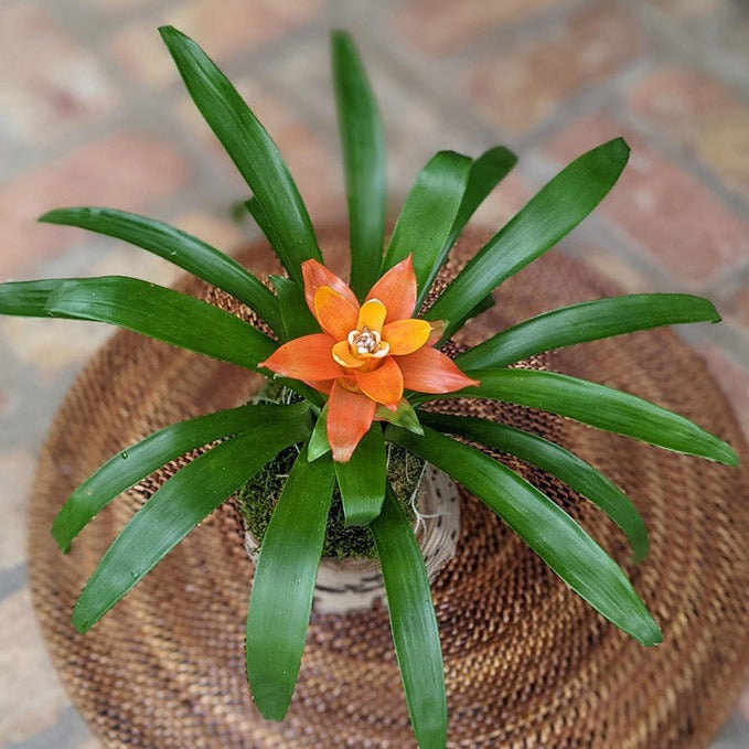 Blooming Bromeliad in a Coconut Shell | Handcrafted Potted Gift Media 