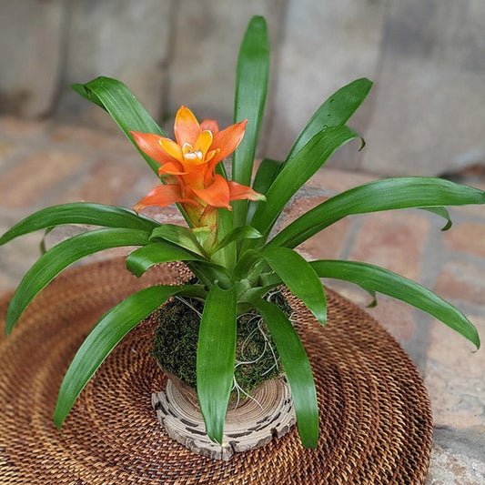 Blooming Bromeliad in a Coconut Shell | Handcrafted Potted Gift Media 1 of 5