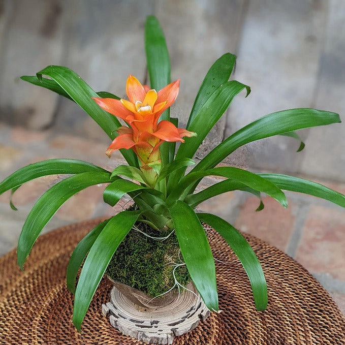 Blooming Bromeliad in a Coconut Shell | Handcrafted Potted Gift Media 