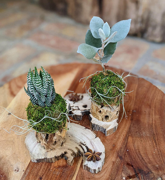 Live Succulent Arrangement with Cholla and Driftwood