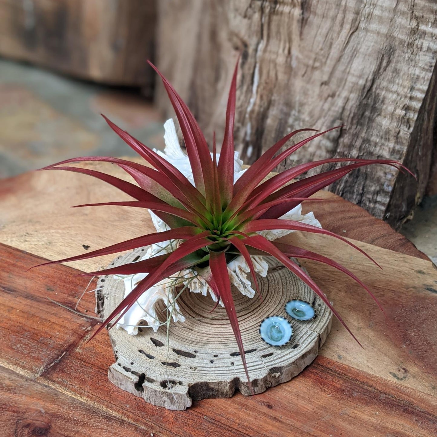 Red Large Air Plant in a Sea Shell Handmade | Indoor Plant Gift