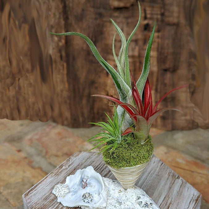 Handcrafted Three Air Plant Arrangement in a Spiral Sea Shell Media 1 of 4