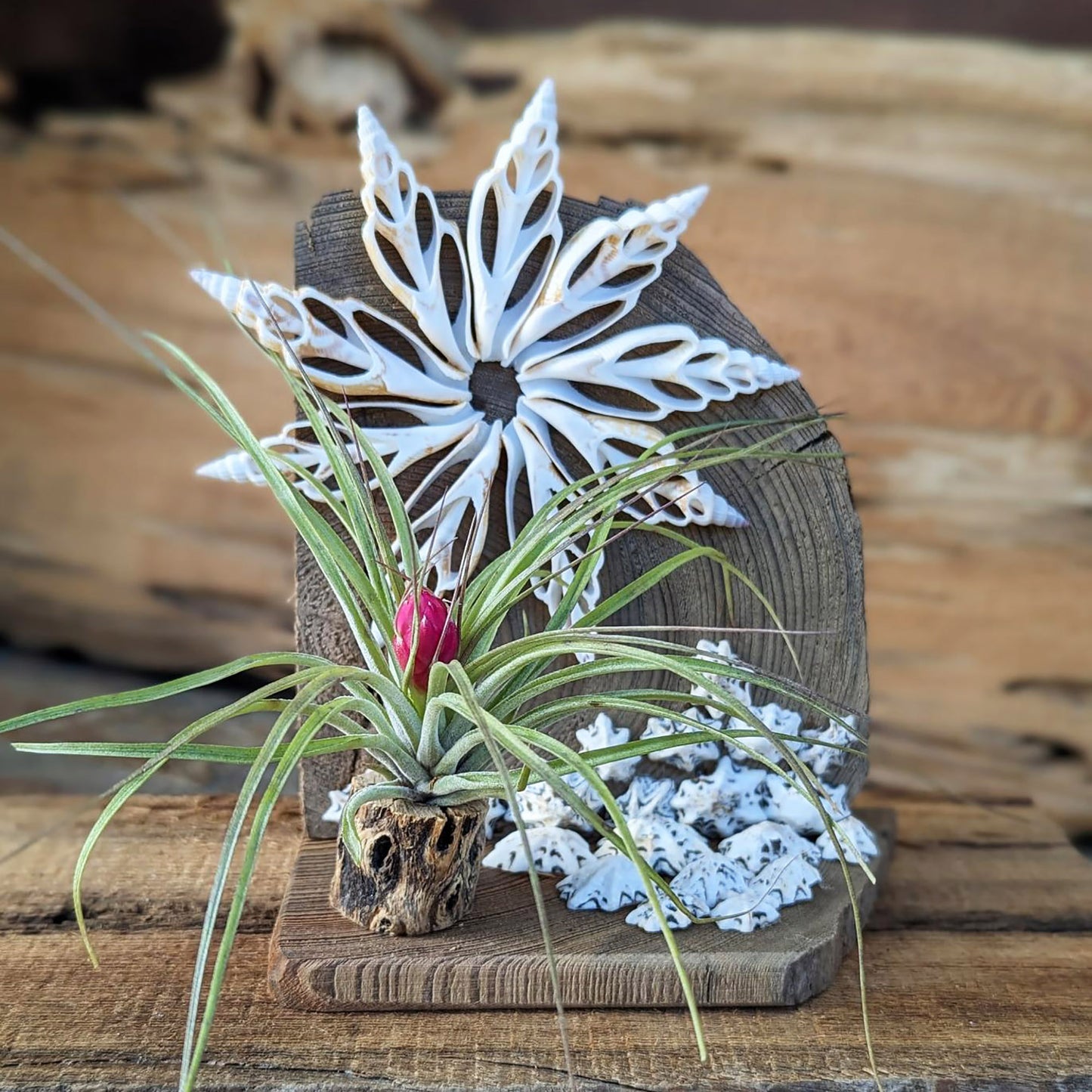 Air Plant with Seashells | Handmade Arrangement | Easy to Care Indoor Plant Gift