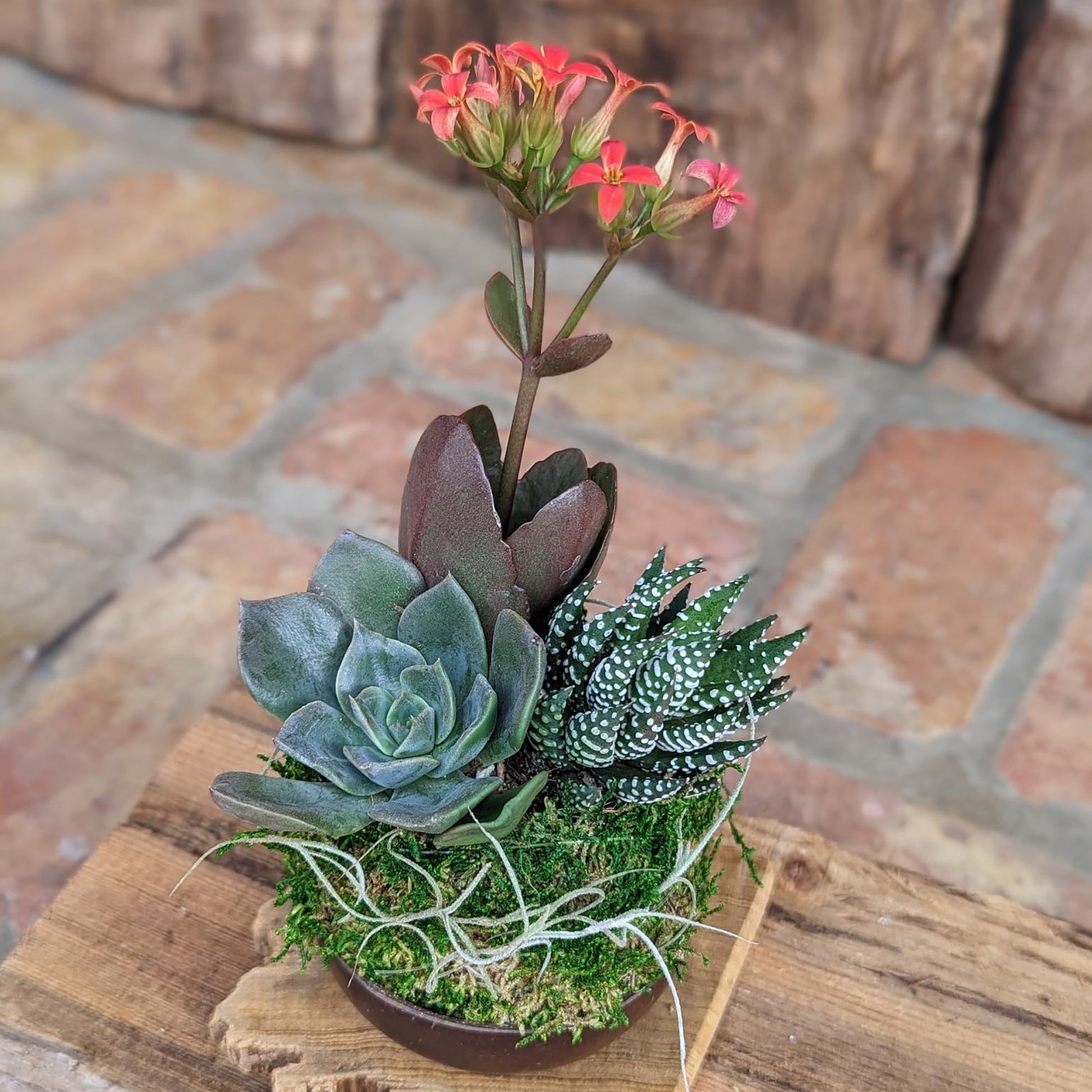 moss in succulent pot Blooming Live Succulent Arrangement in a Handcrafted Coconut Shell Pot