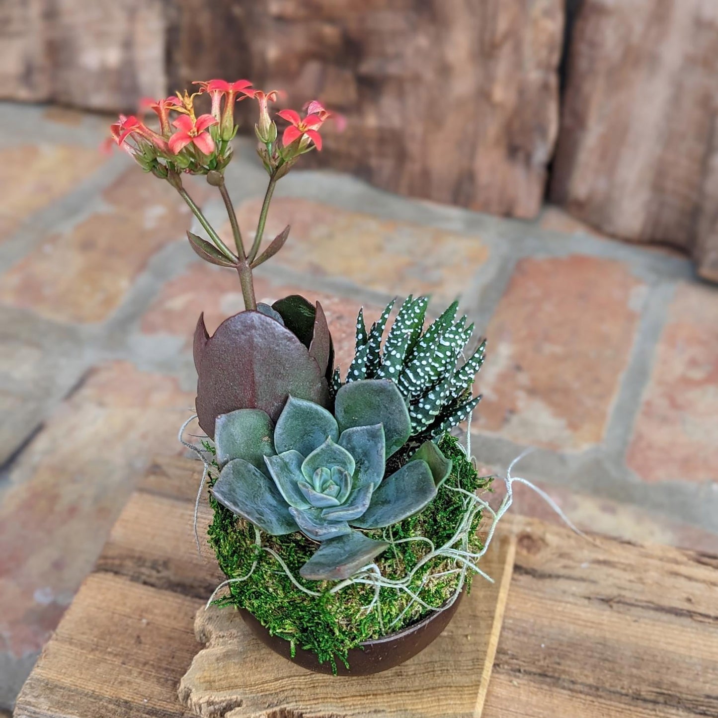 Blooming Live Succulent Arrangement in a Handcrafted Coconut Shell Pot