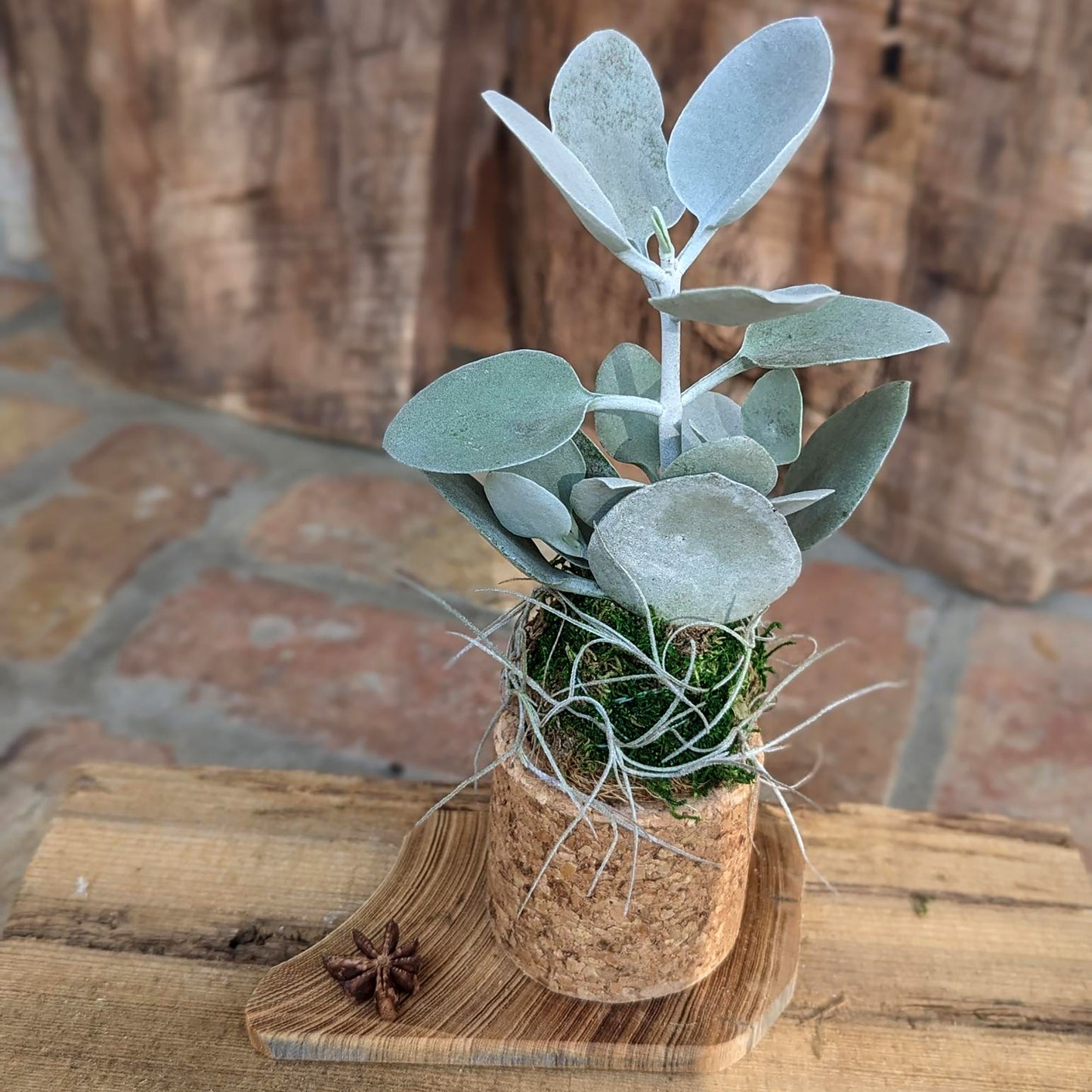 Live Succulent Kalanchoe in a  Handcrafted Cork Pot with a Driftwood Plaque