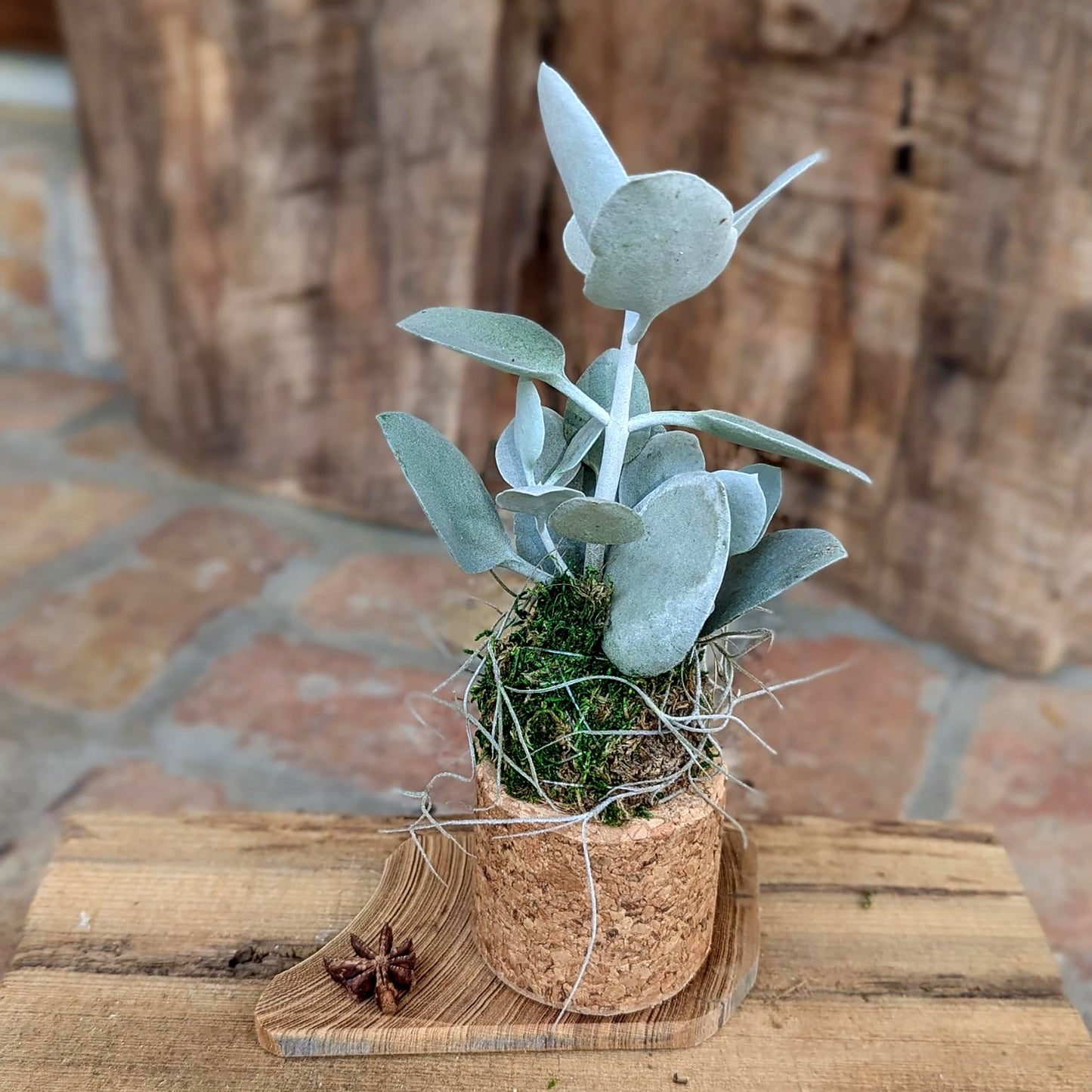 Live Succulent Kalanchoe in a  Handcrafted Cork Pot with a Driftwood Plaque