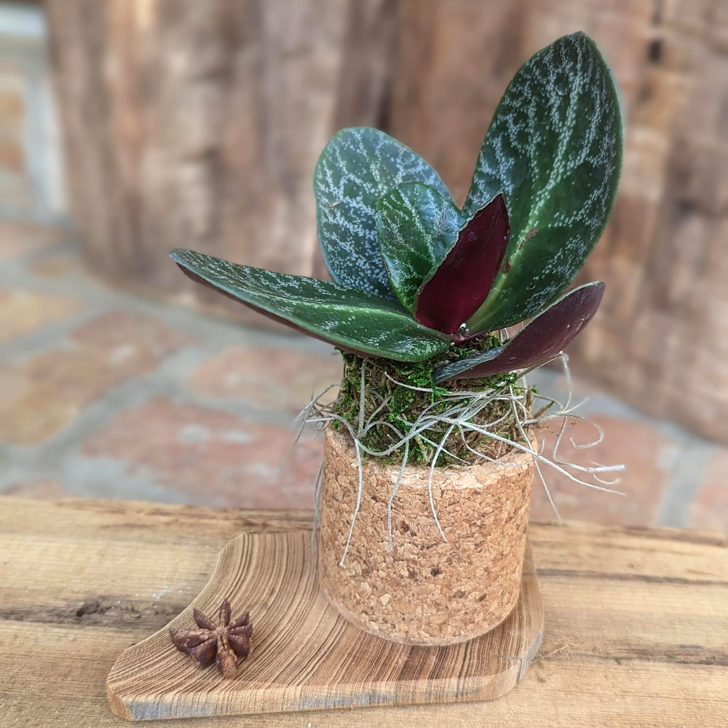 Live Succulent  in a  Handcrafted Cork Pot with a Driftwood Plaque