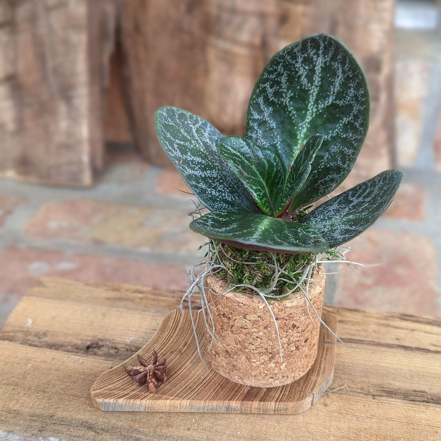 Live Succulent  in a  Handcrafted Cork Pot with a Driftwood Plaque