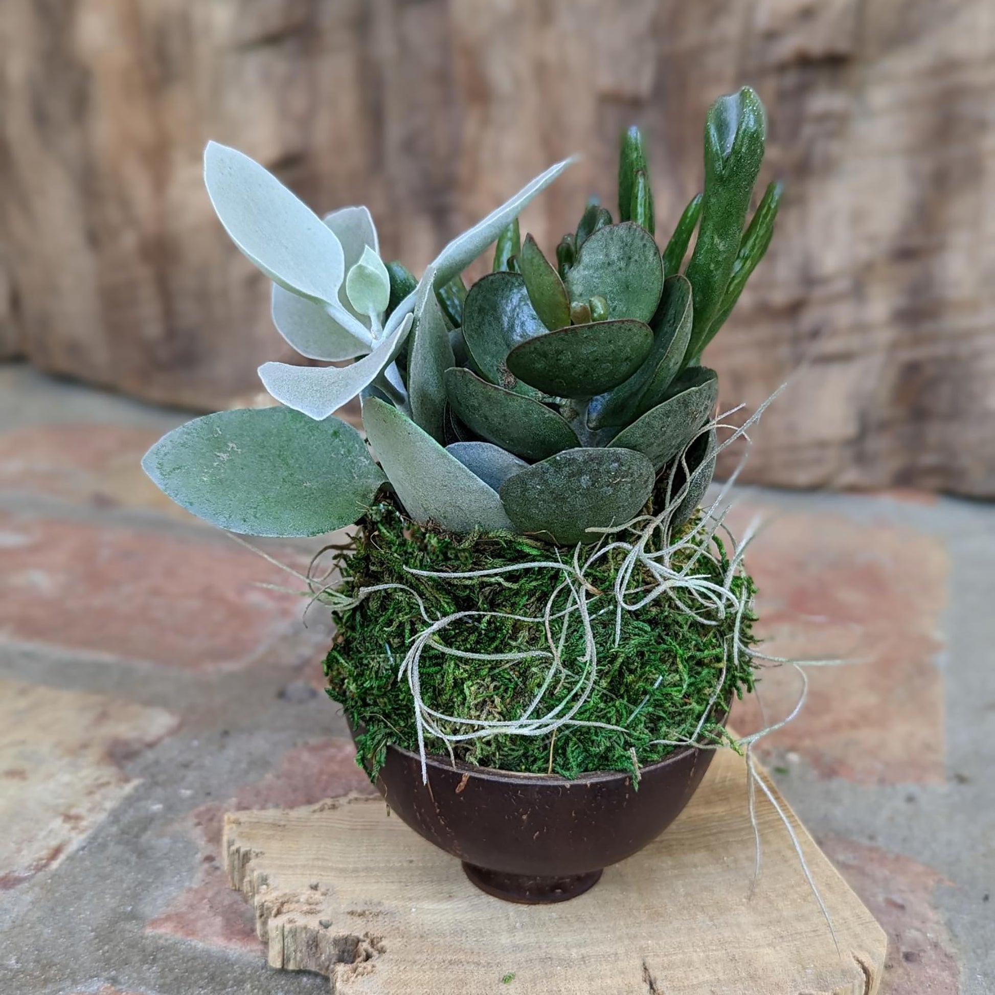 coconut shell pot plant Handcrafted Kalanchoe Succulent Arrangement in Coconut Shell Pot – CactiCo