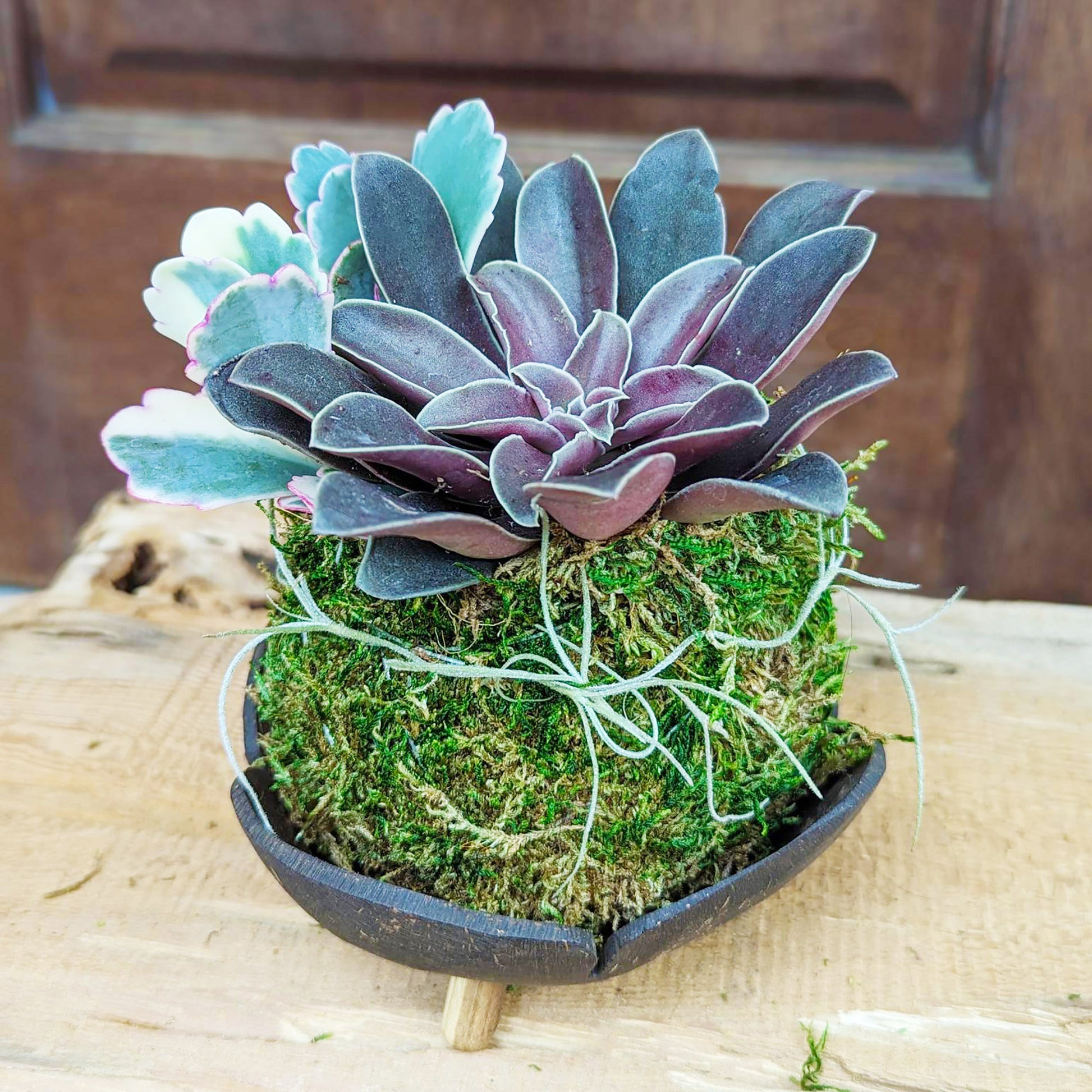 Live Succulent Arrangement in a Handcrafted Coconut Shell Stand  |  Potted Succulent Gift |Easy to care